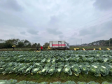 钱大妈帮扶采购竹山屋村平包菜，携手加盟商助力乡村振兴